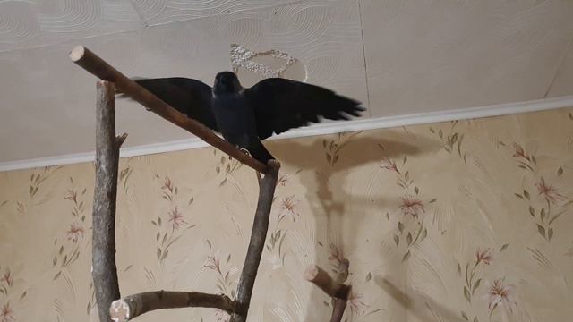 Как наши птицы отправляются спать смотреть онлайн