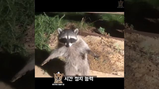 ЗАБАВНЫЕ ЖИВОТНЫЕ смотреть онлайн