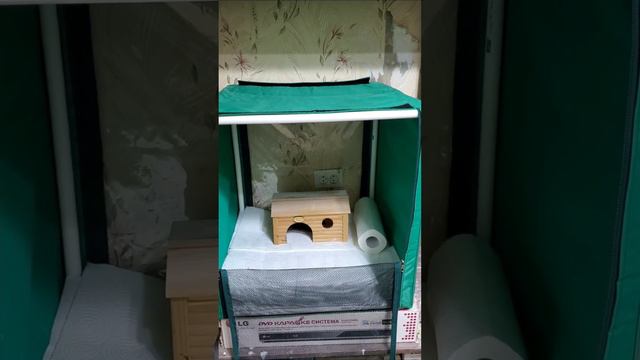 Как быстро убрать вольер у стрижа #стриж #swift #птицы смотреть онлайн