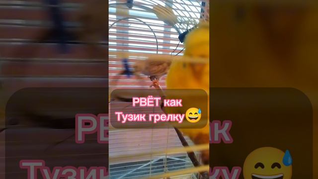 Моя пара попугаев😅 смотреть онлайн