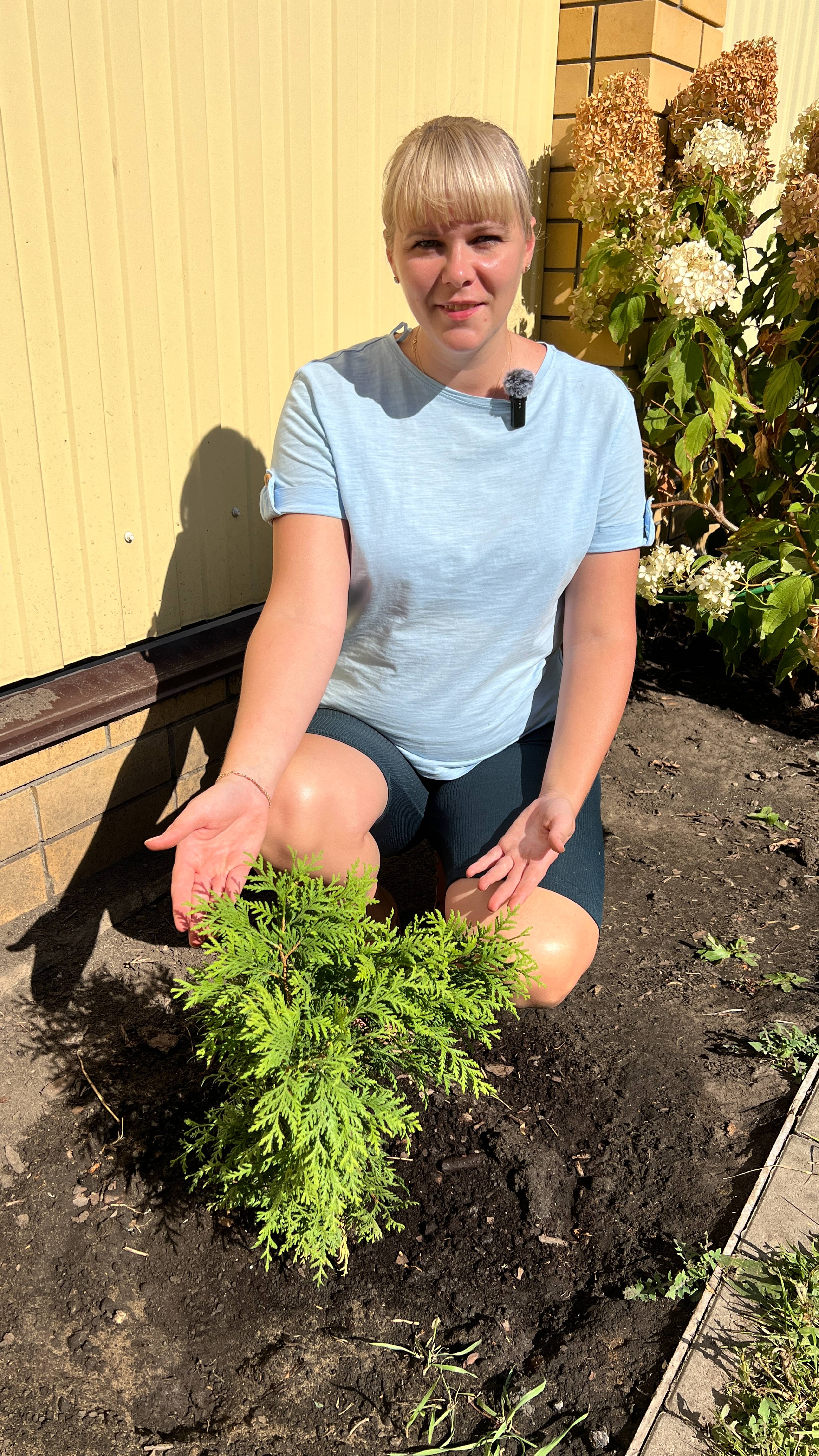 Туя западная Вудварди - посадка смотреть онлайн