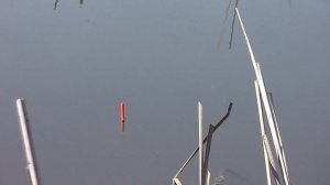 ПОКЛЕВКА НА КАЖДОМ ЗАБРОСЕ || Ловля мирной рыбы на поплавочную снасть