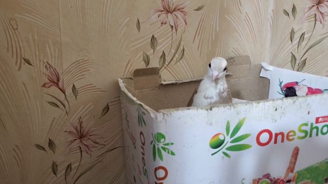 Скоро сезон птенцов. Пристраиваю некоторых птиц, чтобы помогать новым. Пока не выходит... смотреть онлайн