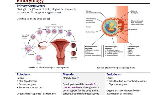 Neurophysiology1 смотреть онлайн