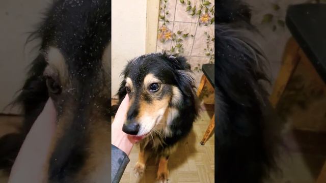 Марте сделали маникюр #собака #dog #животные смотреть онлайн