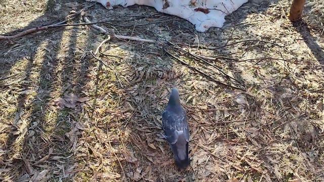 АНАСТАСИЯ. Вяхирь Атиша снова на связи смотреть онлайн