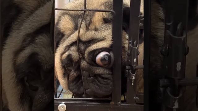 прикол смотреть онлайн