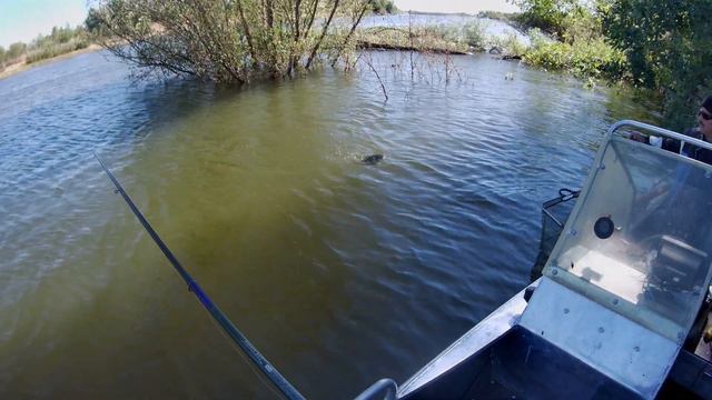 СТОЛЬКО Я ЕЩЕ НЕ ЛОВИЛ! СУПЕР БЕШЕНЫЙ КЛЕВ! РЫБАЛКА НА НИЖНЕЙ ВОЛГЕ В АСТРАХАНСКОЙ ОБЛАСТИ 2022