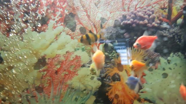 Рыбки🐠🦭🐟🐬🐋🐳🦈 смотреть онлайн