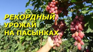 Какой виноград может дать рекордный урожай на пасынковых побегах?