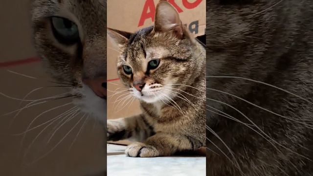 Кот Василий пережидает морозы сидя в коробочке #кот #cat #котики смотреть онлайн