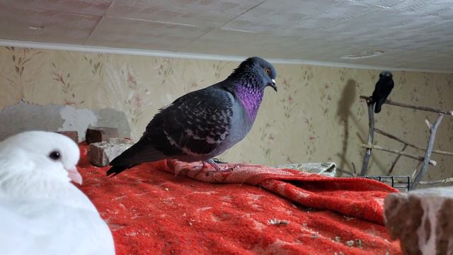 ГОЛУБИ - ЭТО ПРЕКРАСНЫЕ ПТИЦЫ! И ВОТ ПОЧЕМУ смотреть онлайн