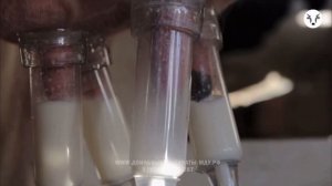 Доильный аппарат МДУ-8