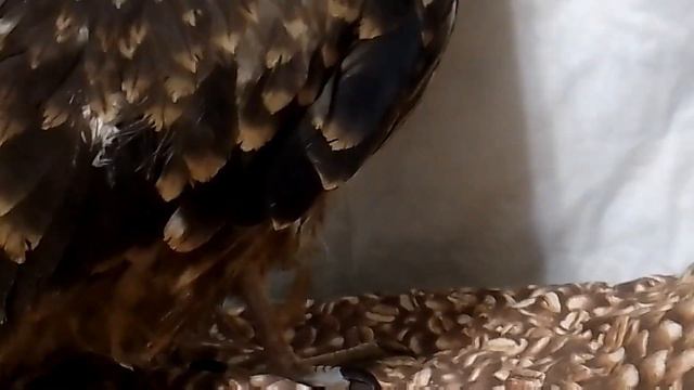 Сабина. Ворона и Коршун смотреть онлайн