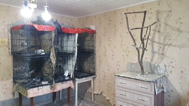 Карантин - дело серьезное. Не стоит этим пренебрегать! смотреть онлайн