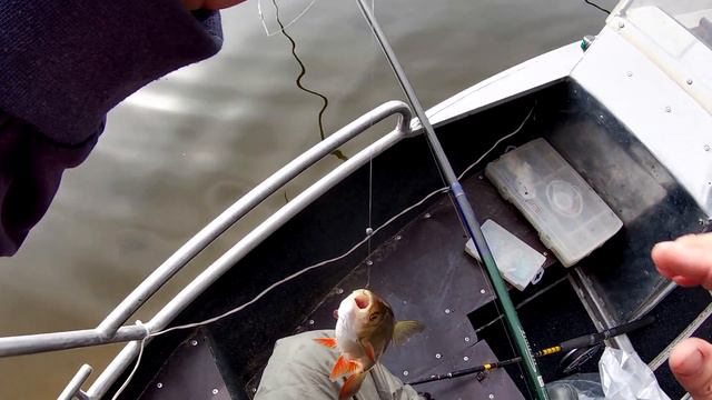 рыбалка на джиг и поплавок в корягах на Волге Октябрь 2021