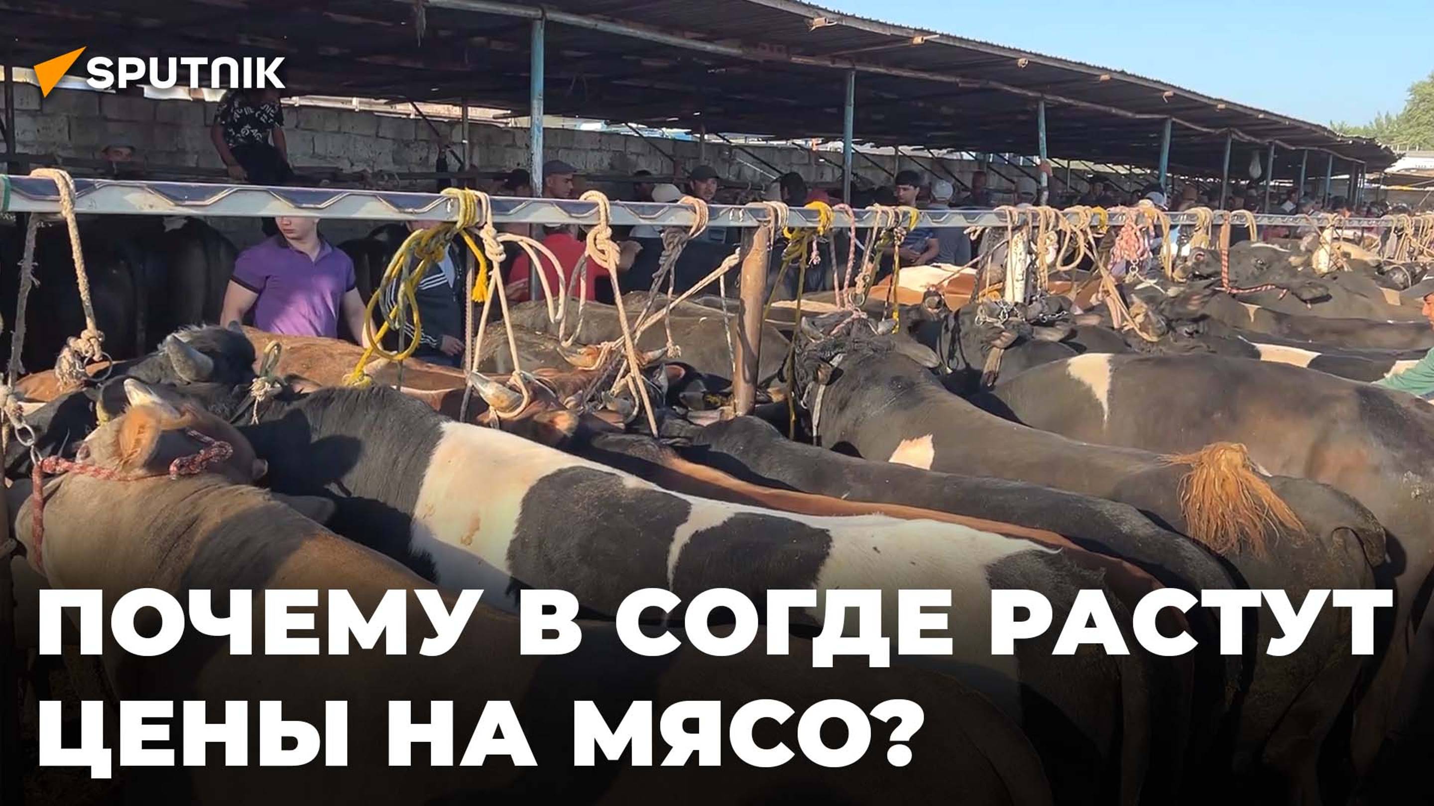 На рынках Согда растет цена на мясо: в чем причина? смотреть онлайн