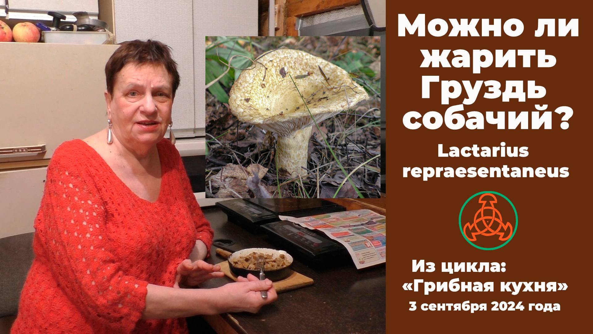 Можно ли жарить Груздь собачий? Lactarius repraesentaneus. Грибная кухня . 3 сентября 2024 года смотреть онлайн
