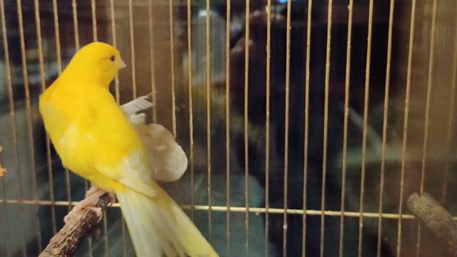 Анастасия. Наши пернатые и распаковка посылок смотреть онлайн