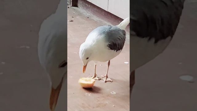 Чайка Чуи кушает яблоко #птицы #чайка #seagull #животные смотреть онлайн