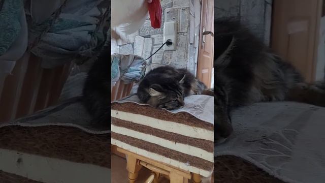 Петушок Петя и котики #кошки #птицы #животные #cats смотреть онлайн