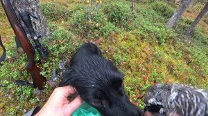 Охота на рябчика с мелкашкой. Первый трофей с тоз 78-04м 22lr.