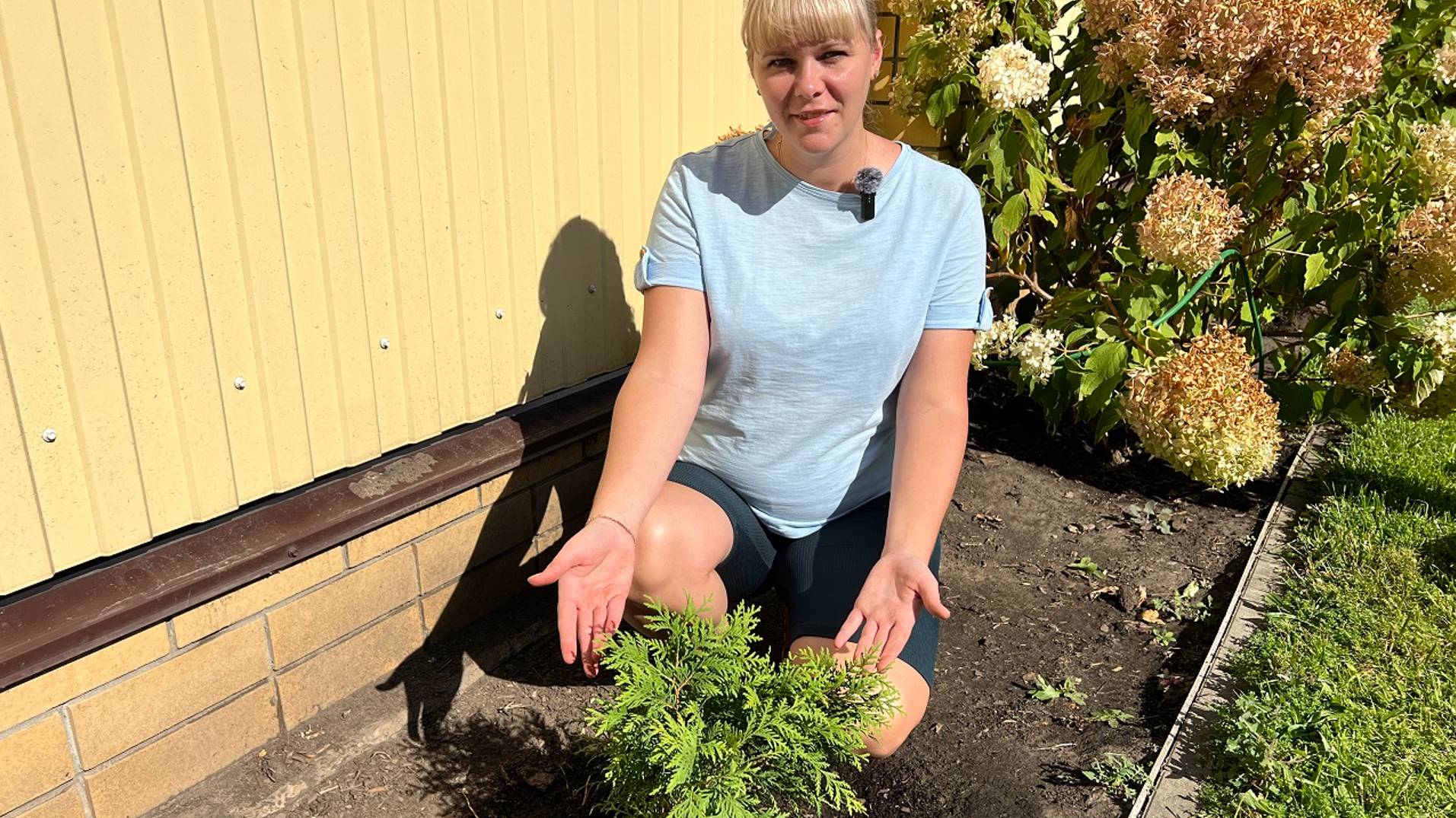 Туя западная Вудварди - большой хвойный шарик. Посадка смотреть онлайн