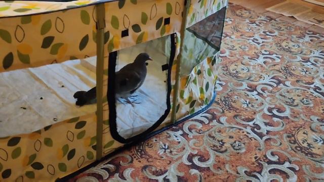 АНАСТАСИЯ. Прибытие особо важной персоны смотреть онлайн