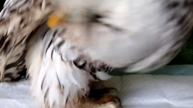 Сабина. Длиннохвостая неясыть смотреть онлайн