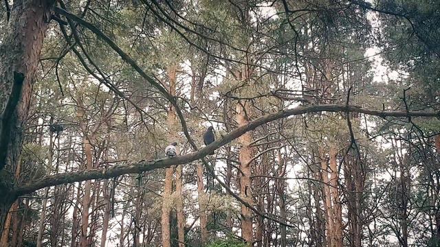 Как было бы здорово, если бы городские кабачки жили в лесу. Мысли вслух смотреть онлайн
