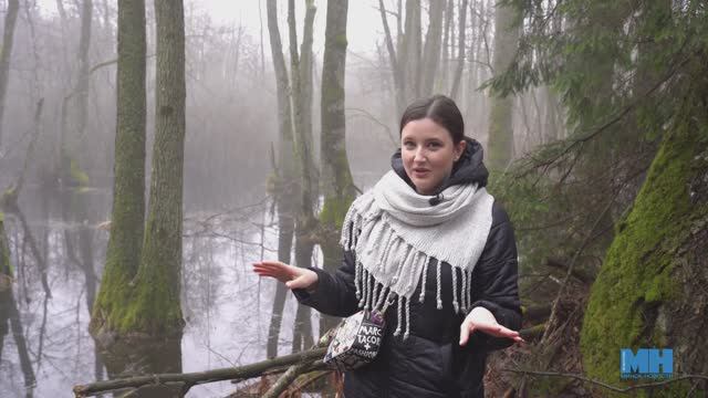 Беловежская пуща, Республика Беларусь смотреть онлайн