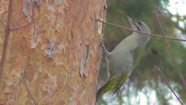 Седой дятел. Самец ( Picus canus ) смотреть онлайн