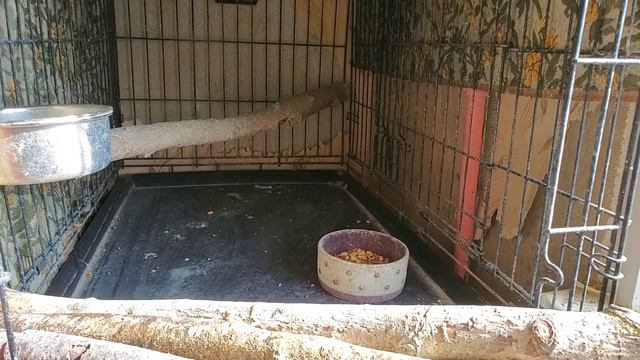 Удобный подоконник для птиц - инвалидов смотреть онлайн