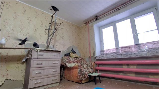 Квартира, это не воля, но наши птицы счастливые. И вот почему смотреть онлайн