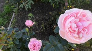 Цветение роз в сентябре на Урале.
