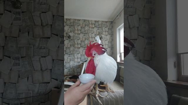 Петушок Петя желает всем отличного утра! #петушок #птицы #животные смотреть онлайн