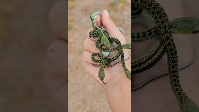 Доброго утра !!! 💚 смотреть онлайн