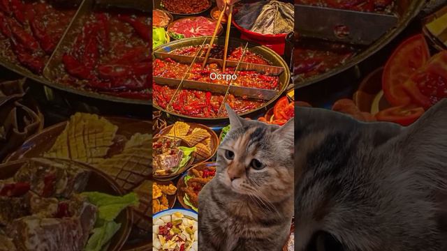 Поездка в Китай, мем с котами смотреть онлайн