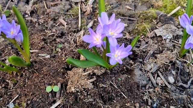 АНАСТАСИЯ. К нам пришла весна! смотреть онлайн