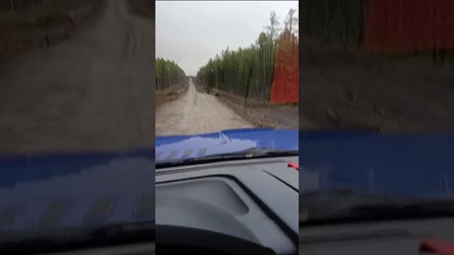 Якутские мишки