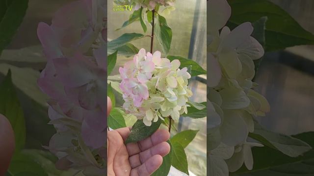 Купить гортензию Бонфаер в Москве: как не переплатить и не попасть на развод! смотреть онлайн