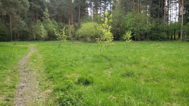 ЛЕСНЫЕ БЕСЕДЫ. Последний день отпуска смотреть онлайн