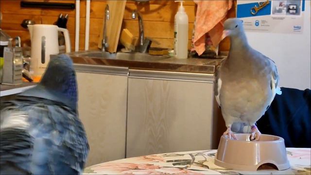 Анастасия. Еше - старший брат Атиши смотреть онлайн