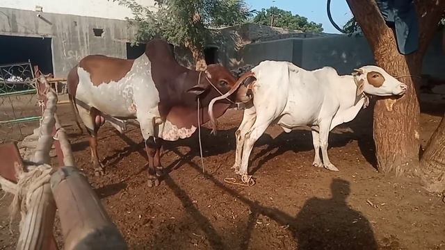 Cow Meeting Village