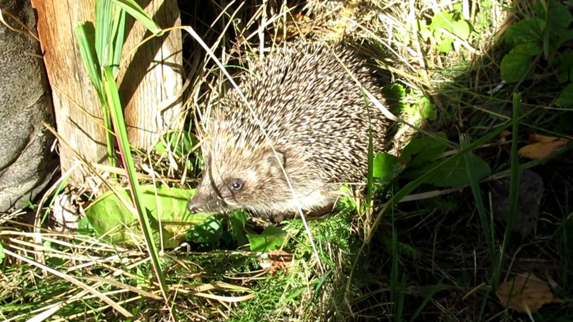 Милый ёжик смотреть онлайн