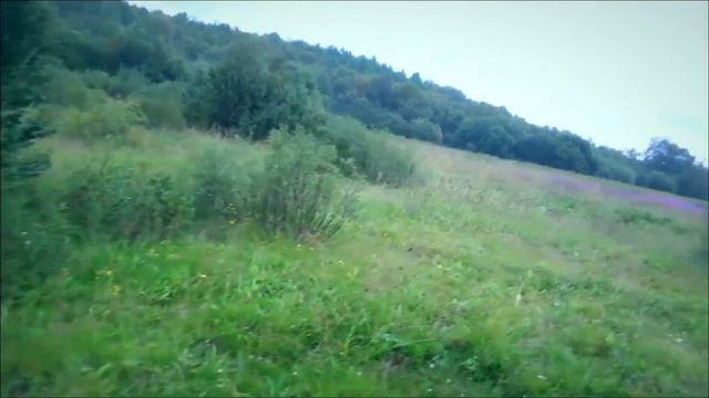 Лесные беседы. Раньше я снимал на видео людей, а не животных смотреть онлайн