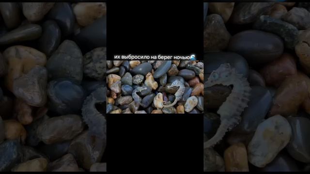 Тамань. Азовское море