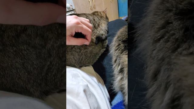 Вечер с животными #кошки #собака #cat #dog #pets #счастье смотреть онлайн