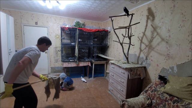 Папа моет пол, а дочка кормит птиц смотреть онлайн