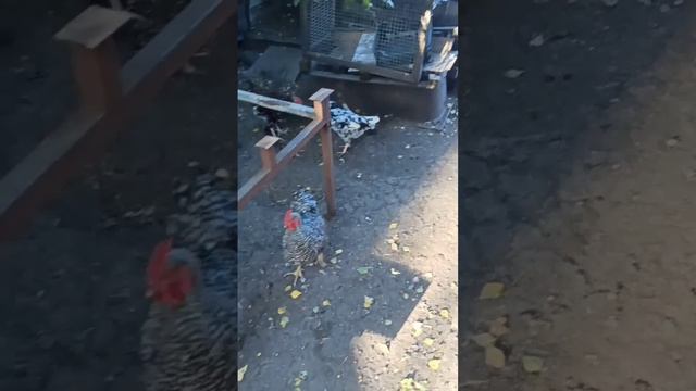 Домашний антикор порогов авто смотреть онлайн